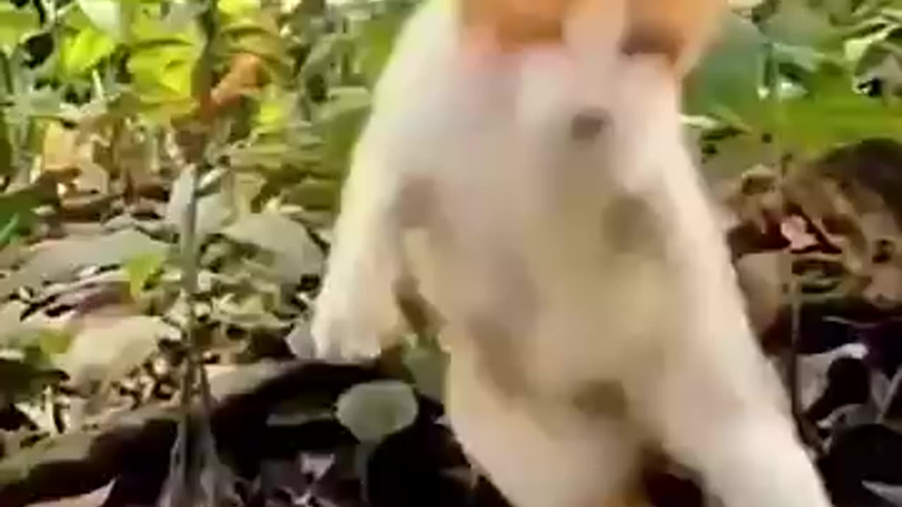 Funny cat video