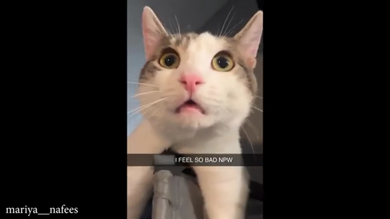 No Rules, Just Cat Chaos! Funniest Cat Moments of 2025 | Cat Vibes Only