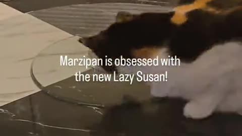 funny cat