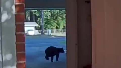 17 AMAZING Animal Clips You MUST See