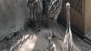emu