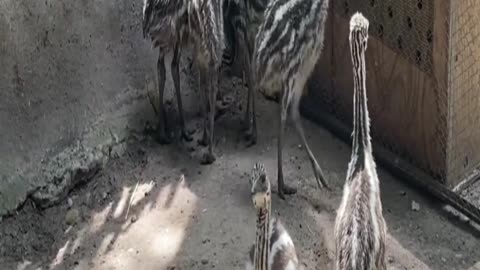 emu
