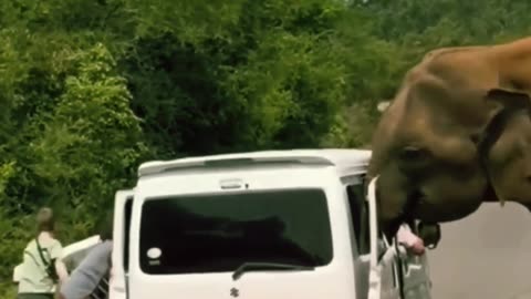 Un elefante ‘asalta’ y arranca una puerta de una furgoneta con turistas rusos