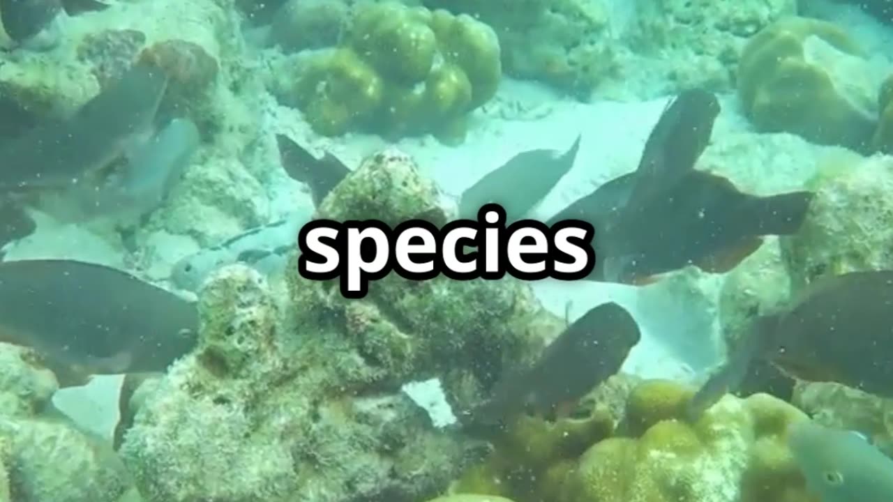 ๐๐ Some Fish Can Change Gender! Natureโs Real Life Transformers! ๐