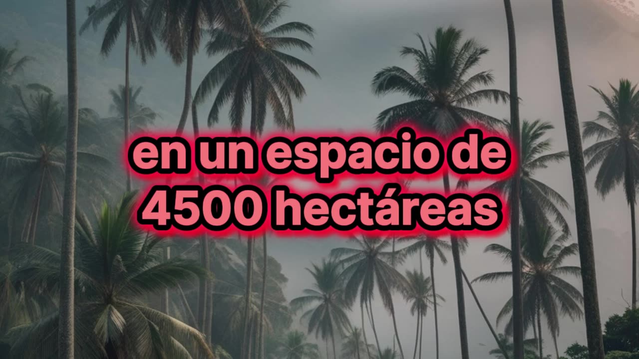 El mayor bosque de palma de cera del mundo.