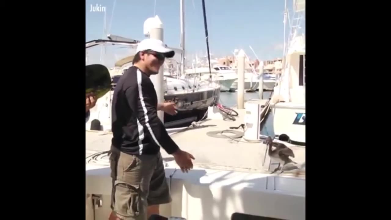 Funny Dolphins And Seals videos