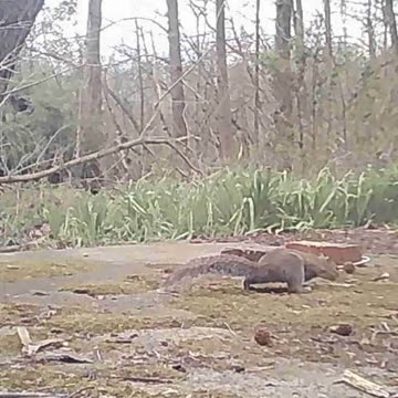 EA S186 - Busy Squirrel