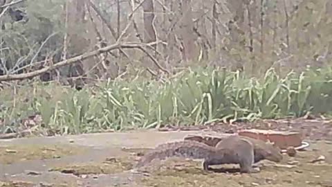 EA S186 - Busy Squirrel