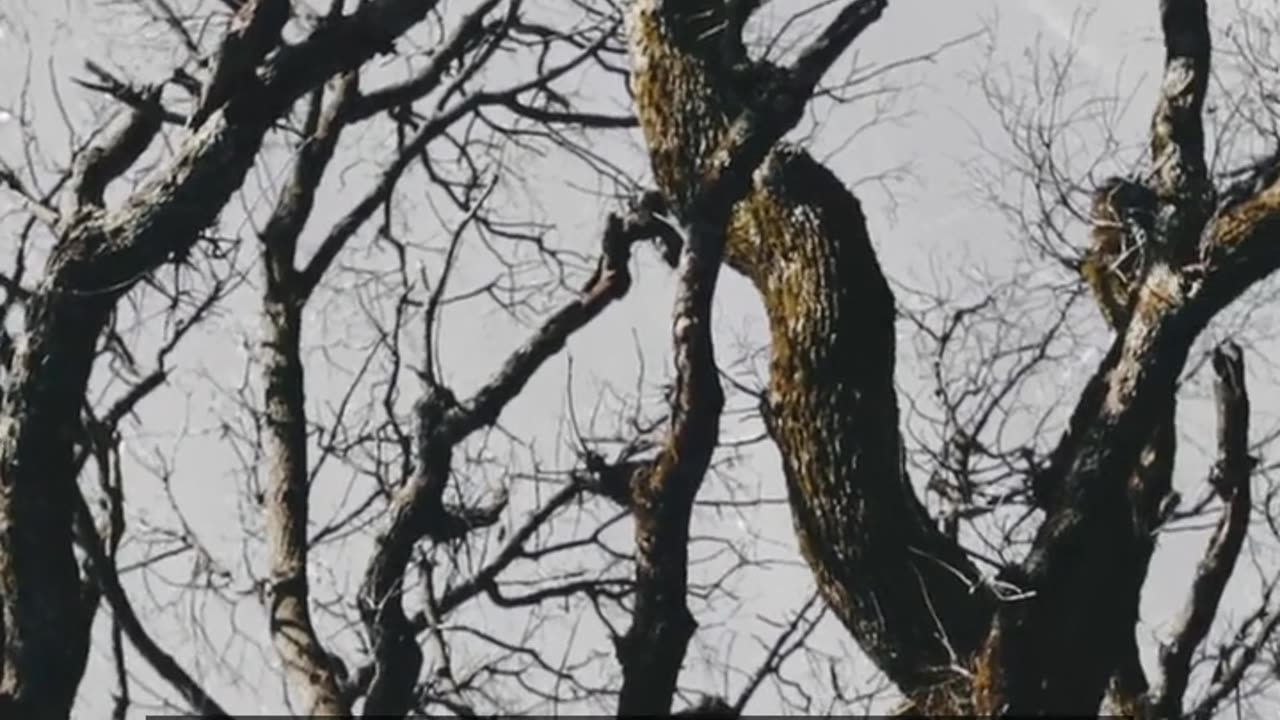 Daily Horoscope | Taurus 🌟