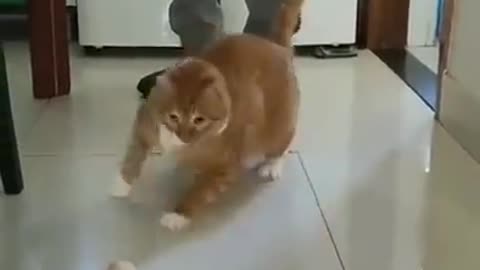 Rabbit hop