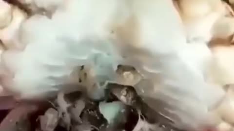 What's Inside the Crab's Mouth