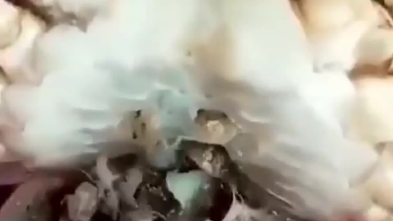What's Inside the Crab's Mouth