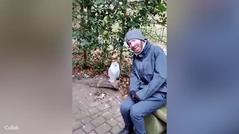 ANIMALS videos