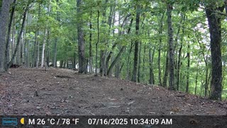 The Woods – 07/17/2025