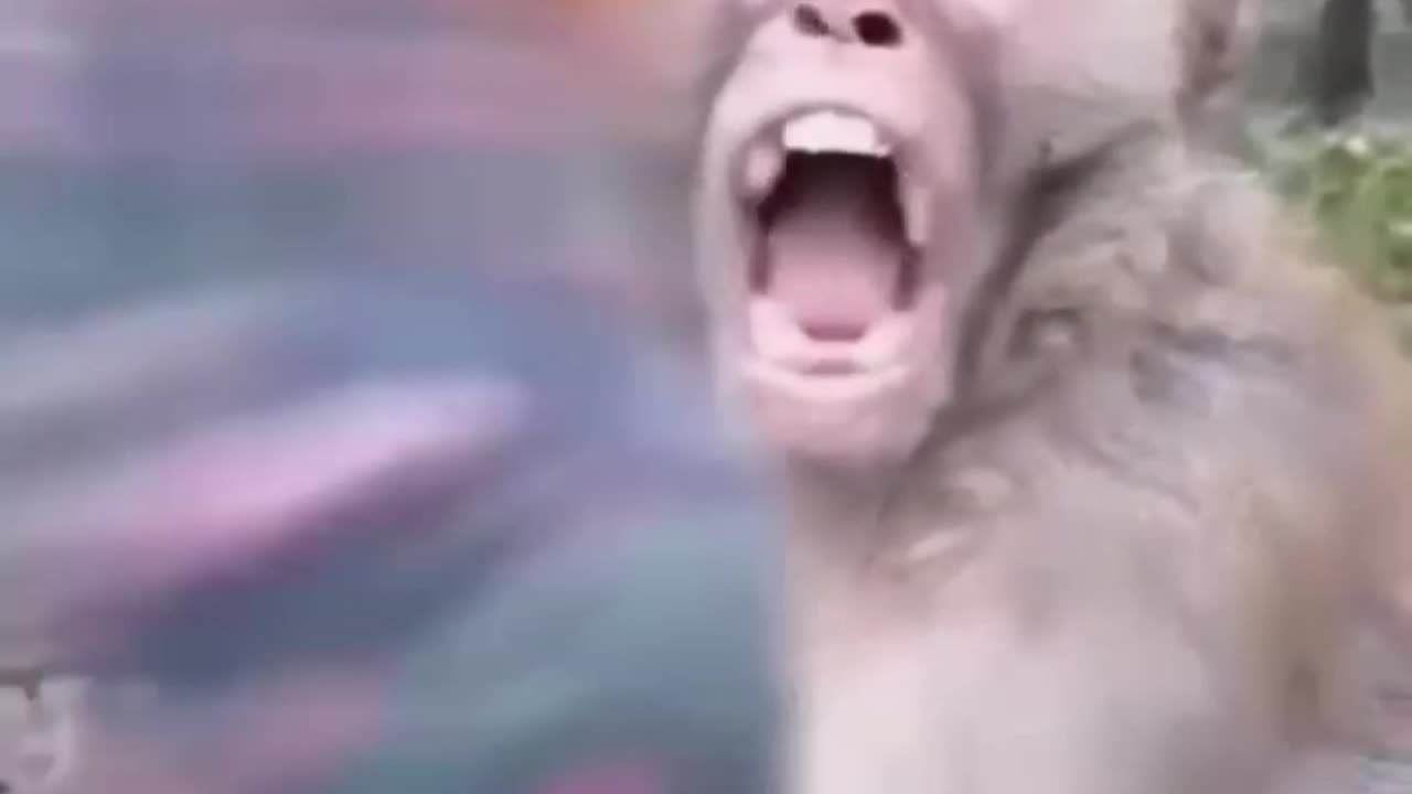Best animal funny video