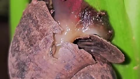 how snails lay eggs