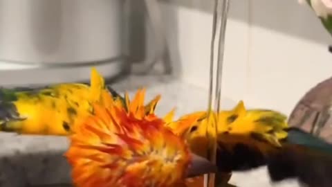 🐦 It's Bath Time