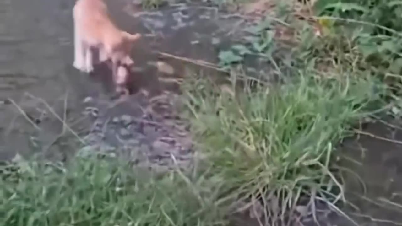 Funny Cats Video short