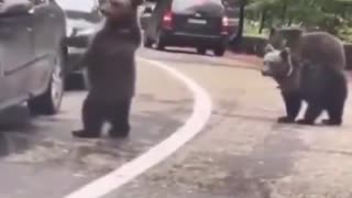 Man high fives a wild bear