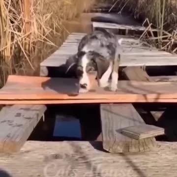 Funniest Animal Moments! 😂 You Won’t Stop Laughing!