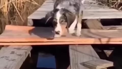 Funniest Animal Moments! 😂 You Won’t Stop Laughing!