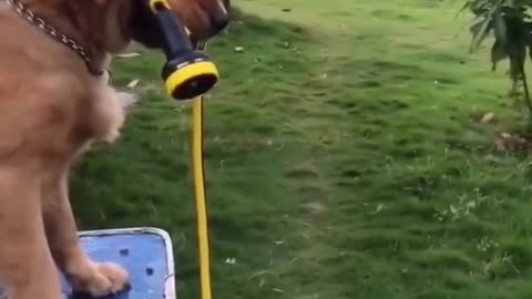 😍😍😘🔥 😍💦 FUNNY Animals and pet's💕😘 😘🔥 💕😘 😍💦 💦