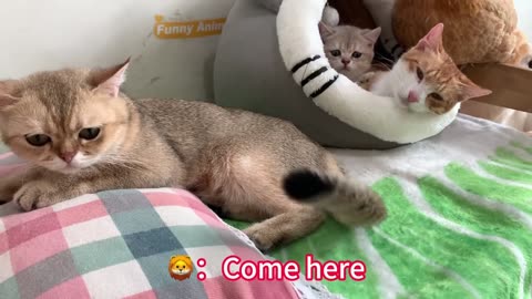 The cat dad visits the two kittens adopted by Kitty and is shocked that the kittens have grown up
