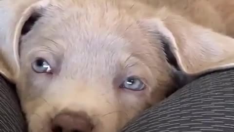 😂🐶 Cute Puppy Will Make Your Day Better! | FunFM
