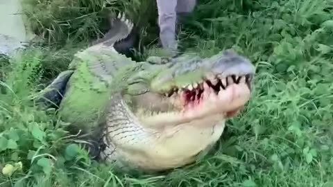 "Feeding the Giant Alligator "