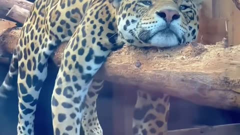 🤯🦁 The BIGGEST Cat You've Ever Seen! | FunFM