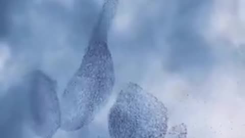 Murmuration filmed in the skies of Sardinia.