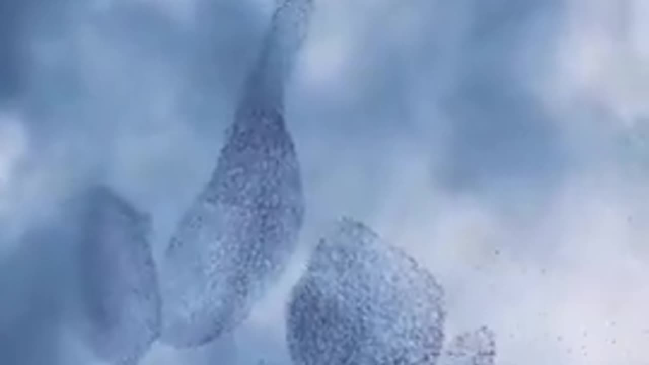 Murmuration filmed in the skies of Sardinia.