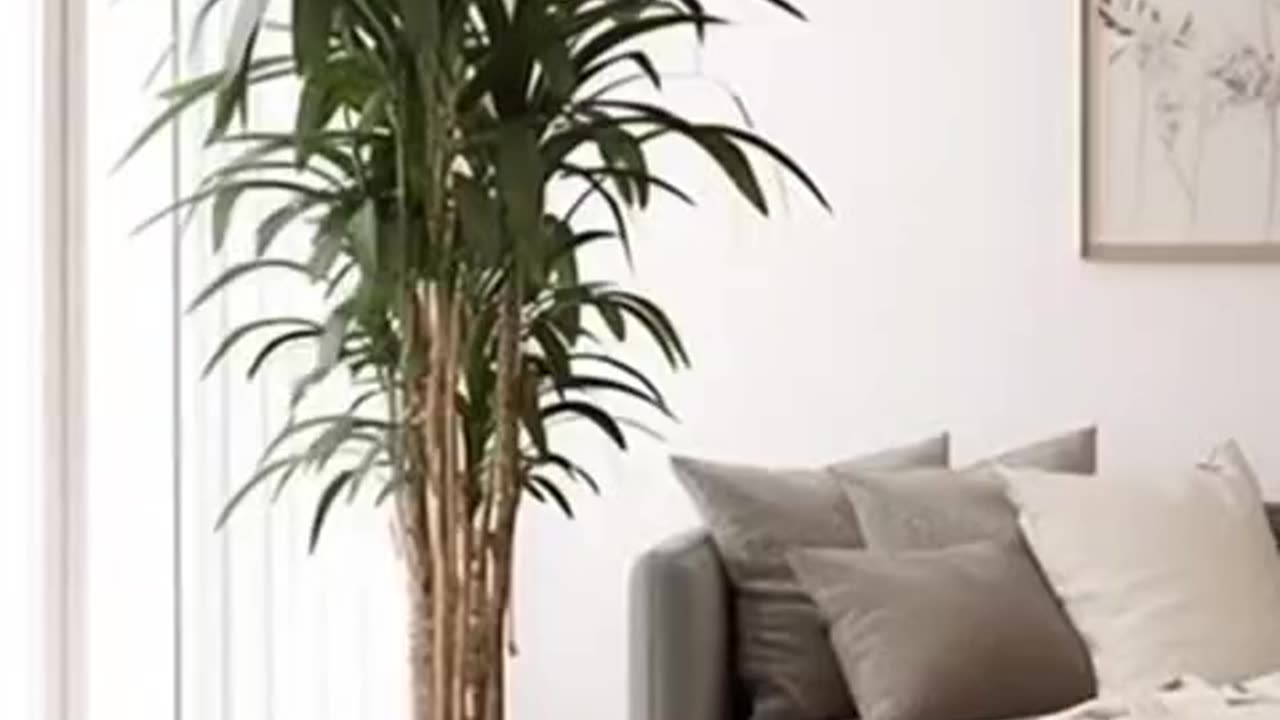 Houseplants For Health & To Combat Allergies.