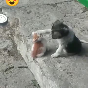 Puppy shows love to kitten توله‌سگ عشقشو به بچه‌گربه نشون می‌ده 🐾