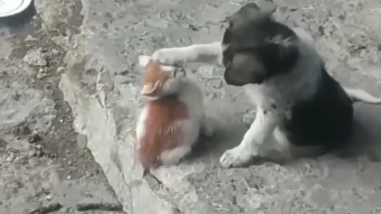 Puppy shows love to kitten توله‌سگ عشقشو به بچه‌گربه نشون می‌ده 🐾