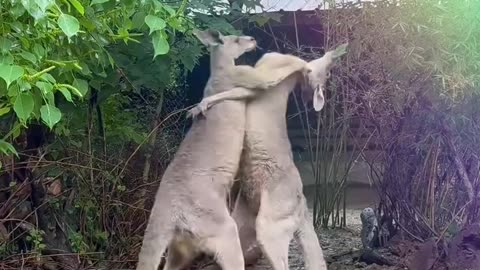 PLAYING ACTION