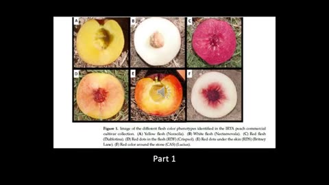 Alt-Tech S2 48 Red Fleshed Peach Genetics