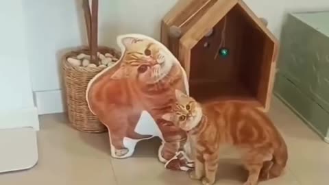 😍😻 Cutest Kitty Reaction Ever! | FunFM