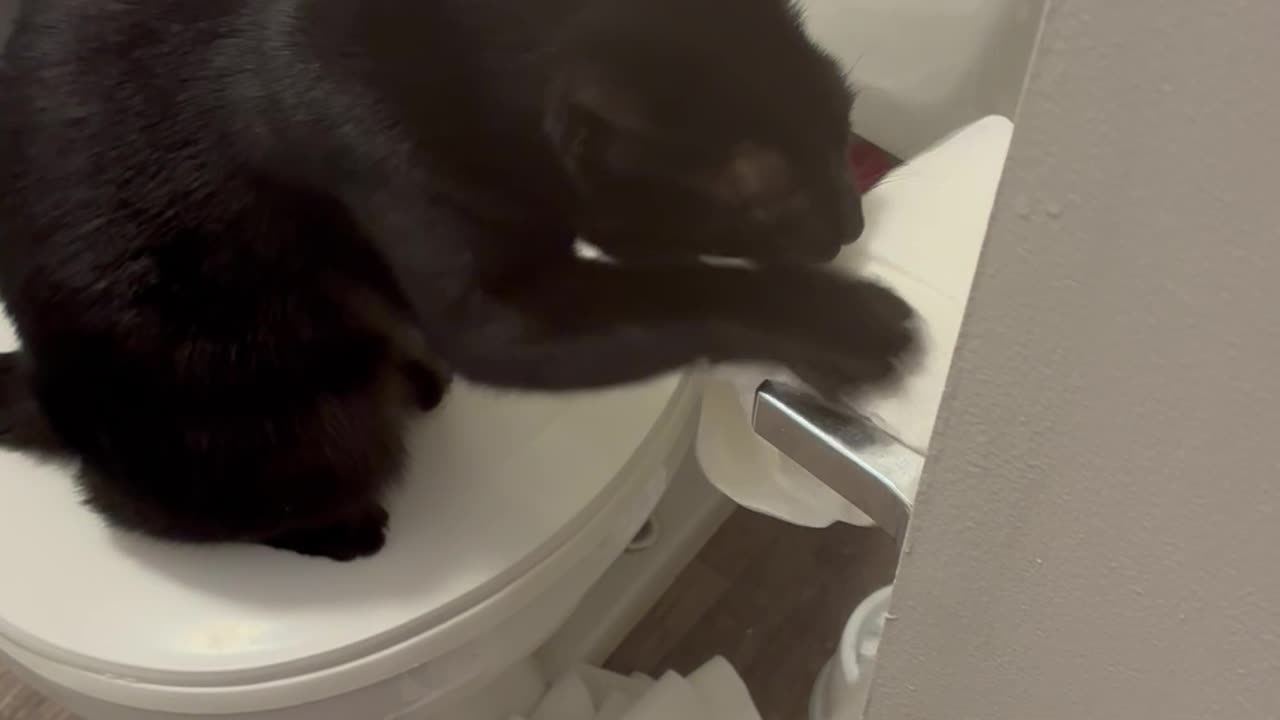 Cat Has Beef With TP