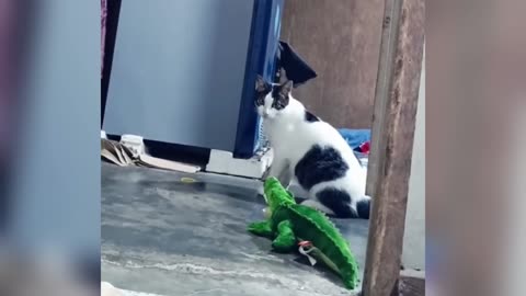 Funniest Dogs and Cats of 2024😼🐶Try Not To LaugH😜