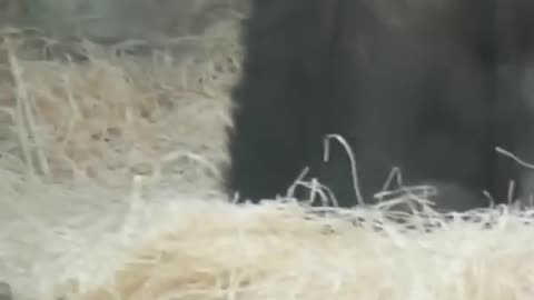 Compilation Of The Nigger Streamer ‘i show speed’