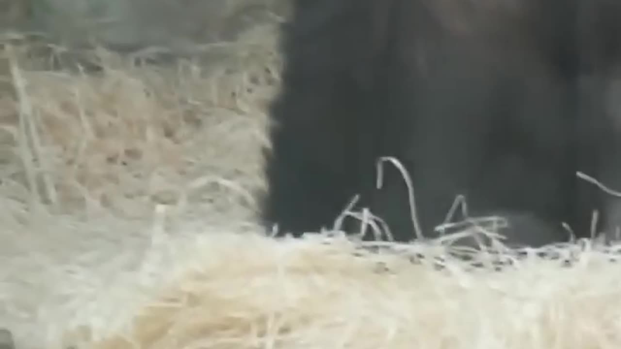 Compilation Of The Nigger Streamer ‘i show speed’