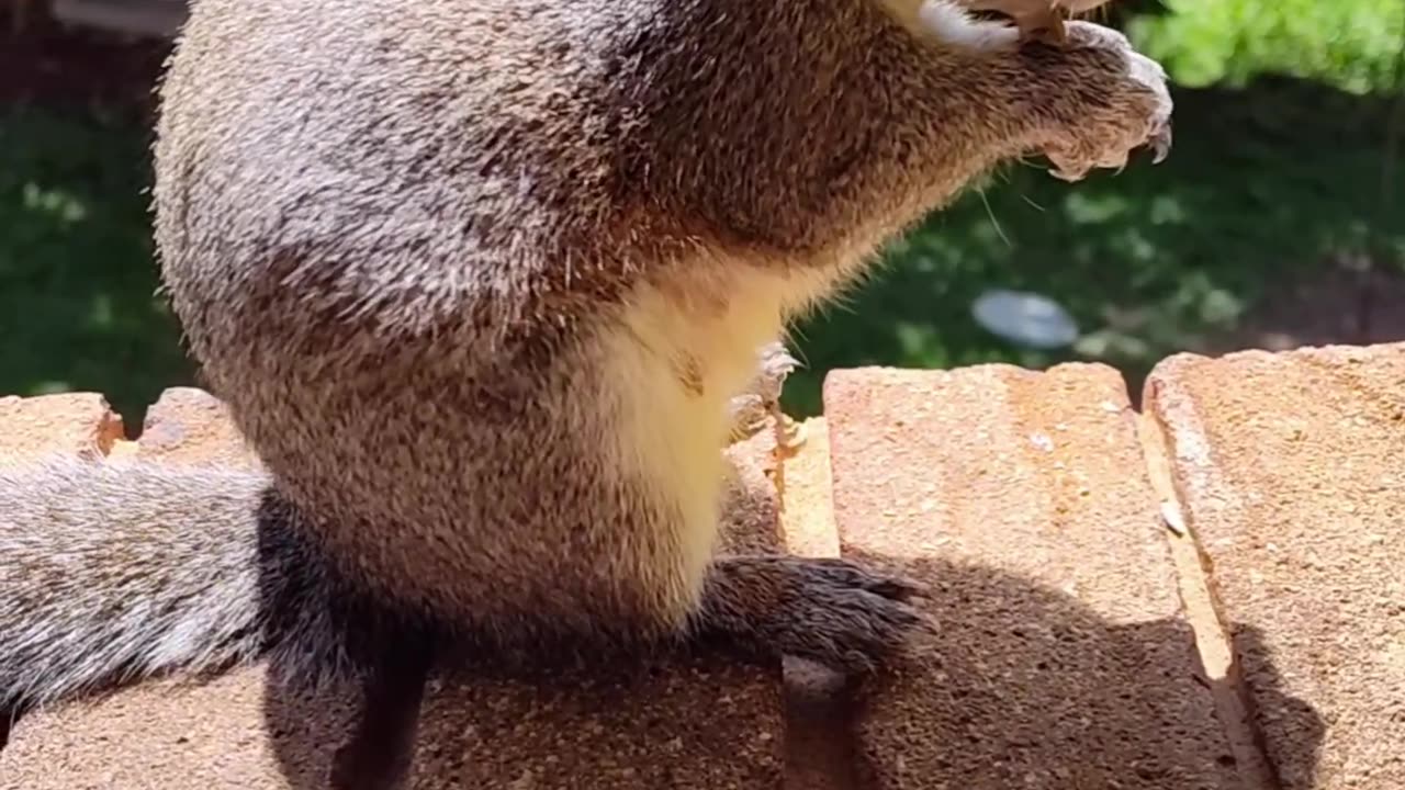 Mika The Squirrel is giving us a side eye look;so cute and sweet