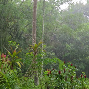 🌧️ Rainy Day Peace at the Farm | Expat in the Philippines