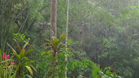 🌧️ Rainy Day Peace at the Farm | Expat in the Philippines