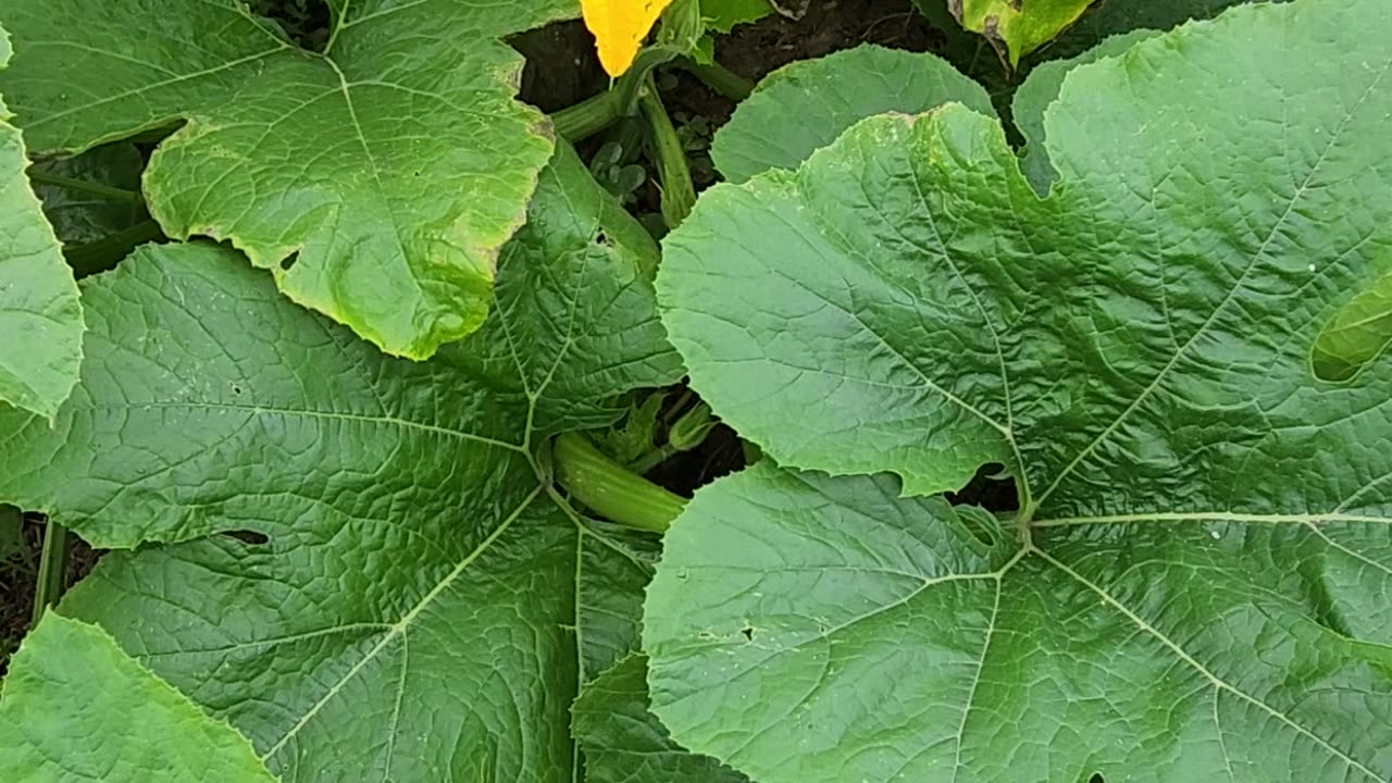 30 Minutes of The Bees from Hive #3 raiding a huge Pumpkin Blossom right out from under Hive #5