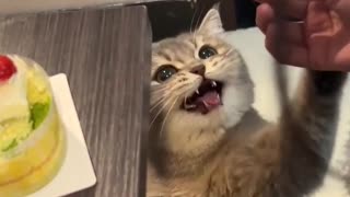 😂🐾 She's Not Begging... She's Negotiating 🐾 | FunFM