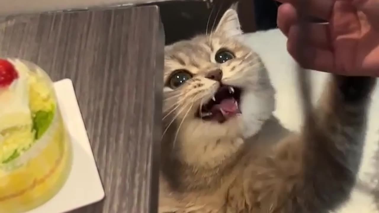 😂🐾 She's Not Begging... She's Negotiating 🐾 | FunFM