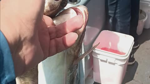 Red hake