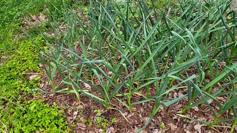 Onions and Allium Leaf Miner
